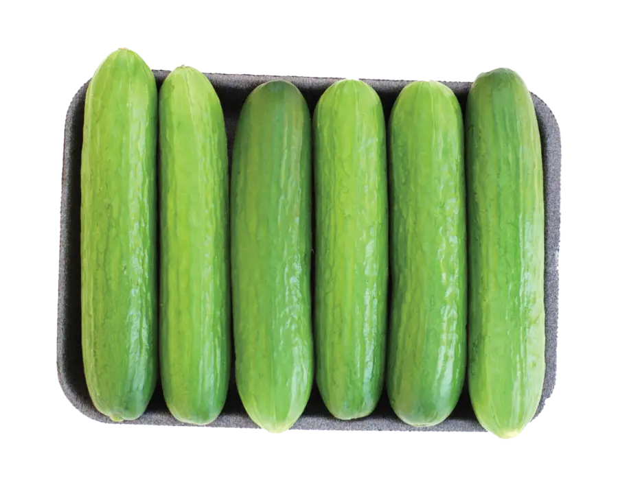 CONCOMBRES LIBANAIS BIOLOGIQUES